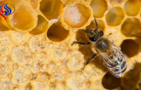 هل تعلم أن ملكة النحل تتمتع بذاكرة قوية أكثر من غيرها!