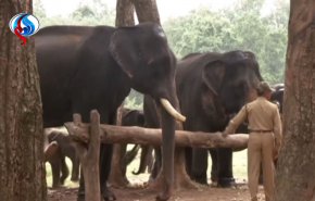 بالفيديو.. حفاظاً على صحتها ولياقتها، مخيم لاستجمام الفيلة 
