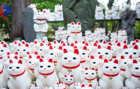 شاهد..مئات القطط تحيط بمعبد في اليابان