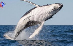 مجزرة الحيتان في جزيرة الفارو تحول البحر الى حمام دم+صور