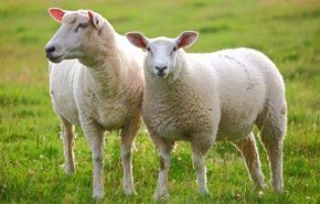 قیمت هرکیلوگرم گوسفند زنده در روز عید قربان