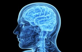 اكتشاف خلية “فريدة” بالمخ تميز الإنسان عن باقي الكائنات