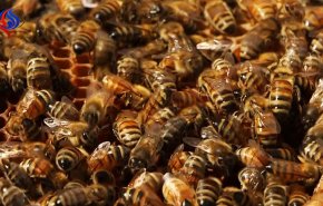 عربة طعام تتعرض لهجوم عنيف من قبل سرب من النحل في نيويورك + صور