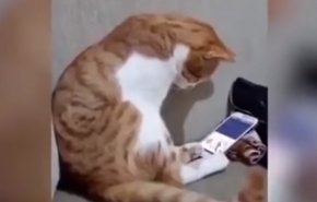 ردة فعل مؤثرة لقط يرى صاحبه على شاشة الهاتف (فيديو)