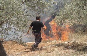 فلسطين...مستوطنون يحرقون 200 شجرة زيتون