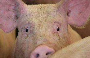 الصين تعلن عن أربع بؤر جديدة لحمى الخنازير الأفريقية