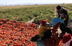 الاتحاد الاوروبي: مستعدون لاستيراد المحاصيل الزراعية من ايران