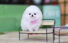 صور: أجمل وأصغر الكلاب التى يمكن أن ترها في حياتك 