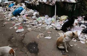 مصر تعلق على جدل تصدير الكلاب والقطط!