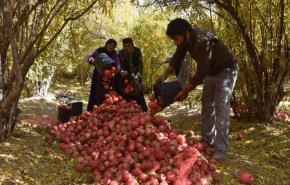 موسم حصاد الرمان في شهرضا بمحافظة اصفهان