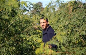 تونسي يكتشف علاجا للسكري والكوليسترول من شجرة الحياة