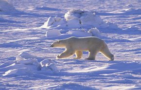 ناسا تكشف خطرا بيئيا في القطب الجنوبي