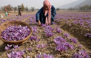 زعفران گناباد به عنوان میراث کشاورزی جهانی در فائو ثبت شد