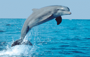 بالفيديو.. دلافين تنقذ مجموعة غواصين من قرش مفترس! 
