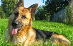 دراسة جديدة حول الكلاب قد تنقذ مرضى السكري من الموت!