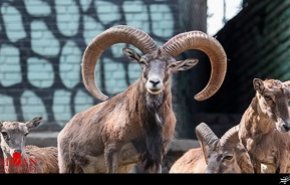 خانواده‌های ایرانی امروز رکورد بازدید از باغ وحش ارم را شکستند