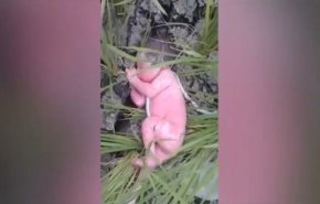 بالفيديو.. العثور على طفلة حديثة الولادة في حقل أرز