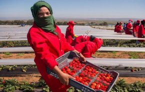  المغرب يعلن إجراءات لمواكبة العاملات الموسميات في اسبانيا