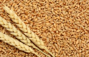 سوريا تشتري 900 ألف طن من القمح المحلي