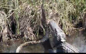 شاهد بالفيديو معركة قاتلة بين تمساح وثعبان