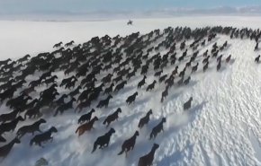 شاهد: الخيول الراكضة علی الثلج تجذب السياح الی الصين 