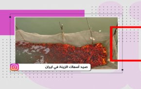 صيد أسماك الزينة في ايران