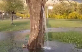 ظاهرة فريدة..شجرة قديمة تتحول إلى نافورة للمياه(شاهد الفيديو)