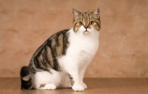 بالفيديو.. قطة إسطنبول الغدارة تهاجم 