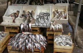 ارتفاع سعر السمك في الأسواق السورية.. والسبب!
