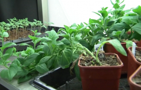 شاهد.. آلية جديدة تحد من استخدام المبيدات وتحمي النباتات