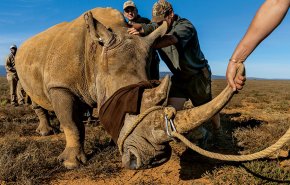 مصير مرعب لصياد حاول قتل وحيد القرن