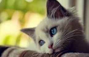 بالفيديو.. قطة تخلد الى النوم باستخدام المدلك الكهربائي