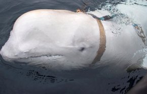 فيديو: الحوت الروسي الجاسوس يثير رعب النرويجيين