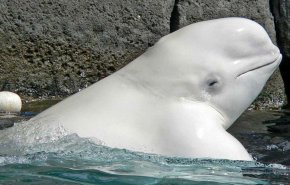نروژ: روسیه از نهنگ‌ها برای عملیات نظامی استفاده می کند/ نهنگ جاسوس در سواحل قطب شمال به دام افتاد