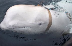 النرويج تكشف عن مهمة الحوت الروسي المتهم بـ'الجاسوسية'