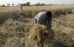 العراق يتجه لحصاد رقم قياسي من القمح
