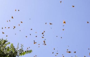 پروانه‌ها تا چه زمانی مهمان تهران هستند؟