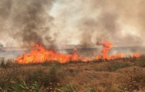 حرق المحاصيل الزراعية أحدث مظهر للإرهاب في العراق