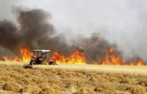 من يحرق حقول المحاصيل بالعراق؟