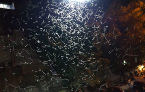 ما سبب هجوم الحشرات على دمشق؟