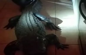 شاهد بالفيديو.. تمساح ضخم يفاجئ امرأة في المطبخ!