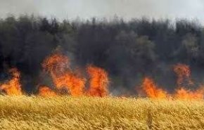 رد پای ریاض و امارات در آتش‌سوزی مزارع کشاورزی عراق 