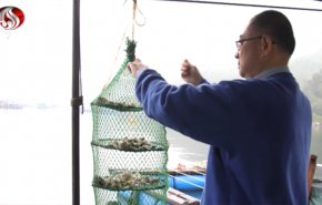 شاهد: رجل صيني يزرع اللؤلؤ بدلاً من صيده !