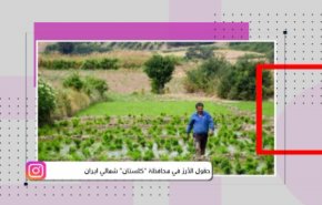 حقول الأرز في محافظة ‘كلستان’ شمالي ايران