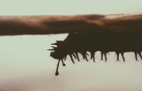 'حشرات غامضة' تشكل 'دودة وحشية' مثيرة للجدل! (فيديو)