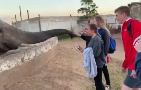 رد فعل غير متوقع.. شاهد ماذا فعل فيل بفتاة حاولت تصويره!