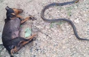 معركة عنيفة بين كلبين وأفعى.. شاهد من يفتك بالآخر  