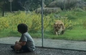 بالفيديو.. لحظة محاولة أسد الهجوم على طفل في حديقة حيوان