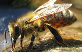 خارج کردن زنبور عسل زنده از گوش یک بیمار + ویدئو