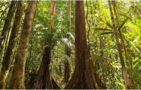 الغابات المطيرة تدفع فاتورة عاصمة إندونيسيا الجديدة